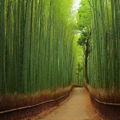 Beautiful Bamboo Forest of Kyoto