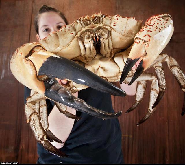 Claude the Giant Crab