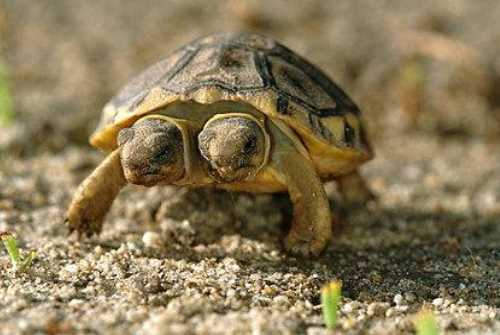Two headed Tortoise