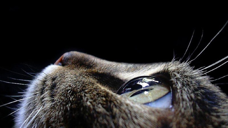 20 fantastic close-up shots that reveal a whole new world