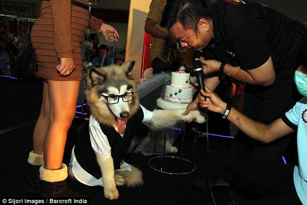 Two dogs are MARRIED in front of 100 guests at ceremony in Indonesia  