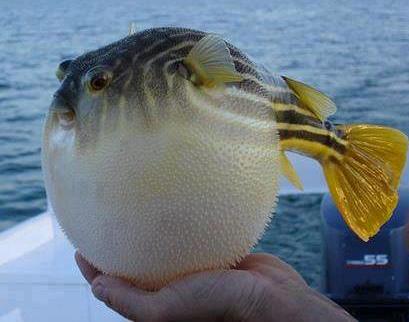 Puffer fish