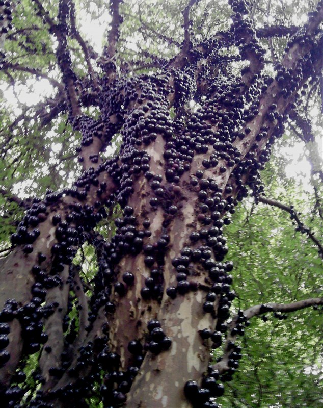 Jabuticaba