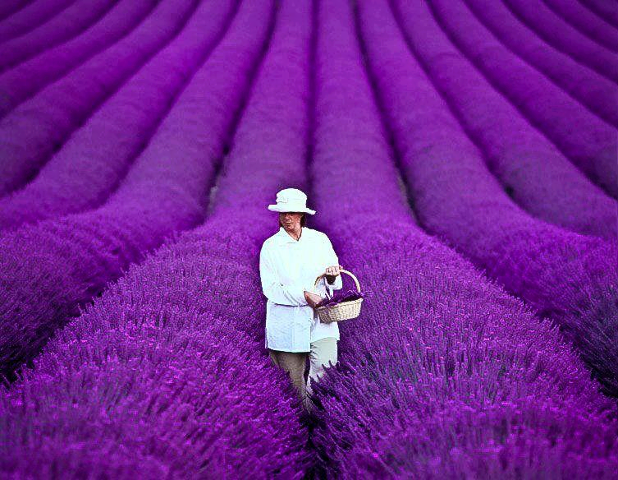 France, lavender fields in Provence