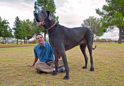 George the biggest dog in the world