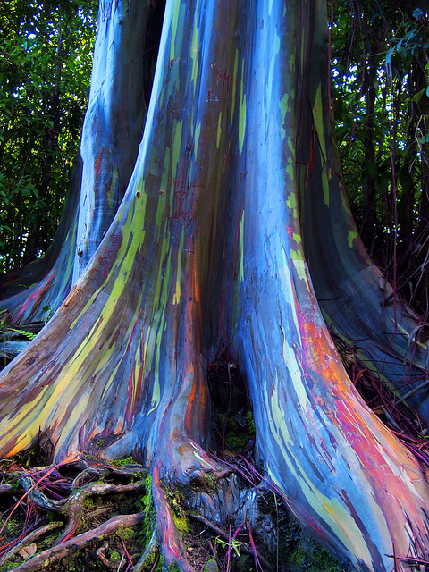 Rainbow tree