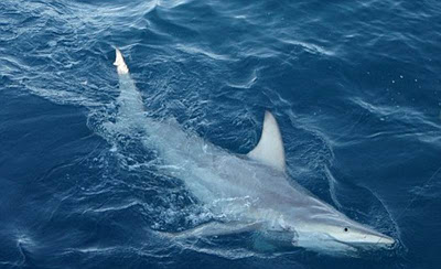 Mysterious Hybrid Shark Discovered in Australia
