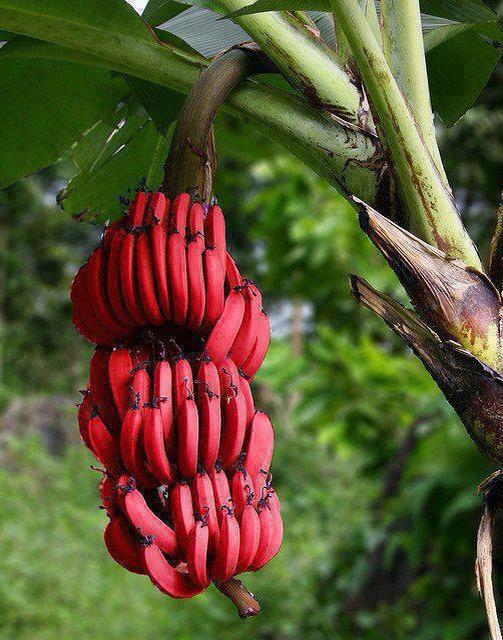 Red Bananas