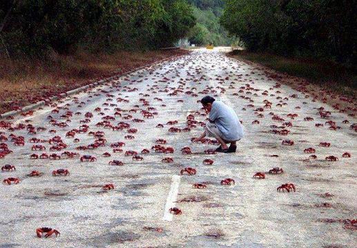 Annual Red Crab Migration on Christmas Island