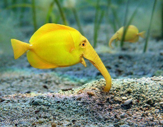 Elefish