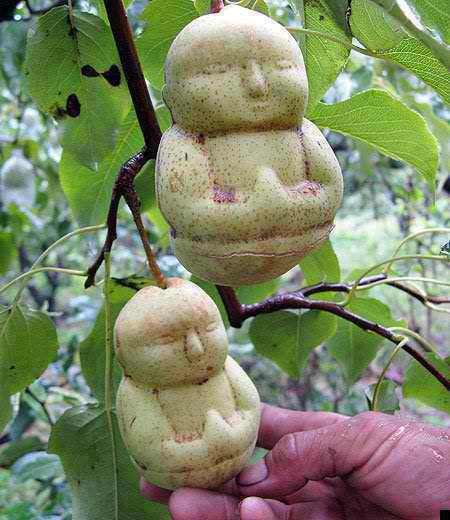  BUDDHA-SHAPED PEARS 