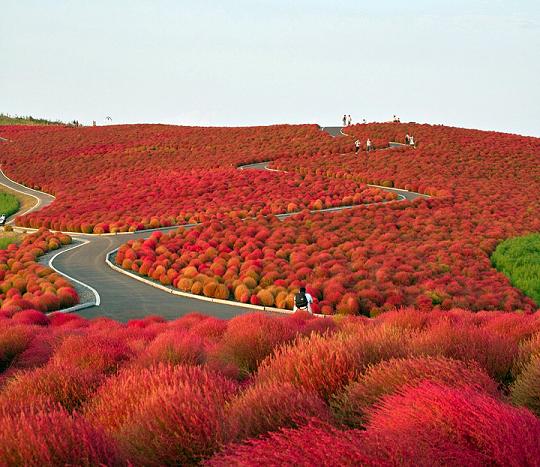 flower paradise hitachi seaside park japan