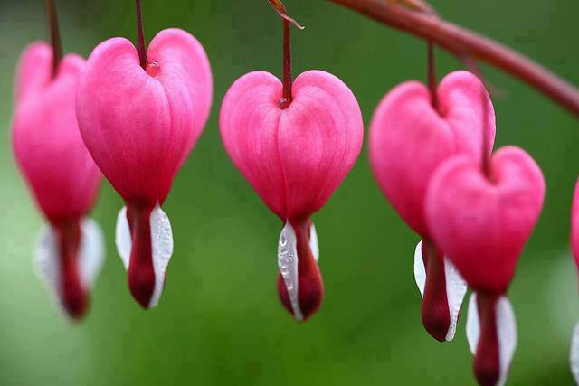 bleeding heart flowers