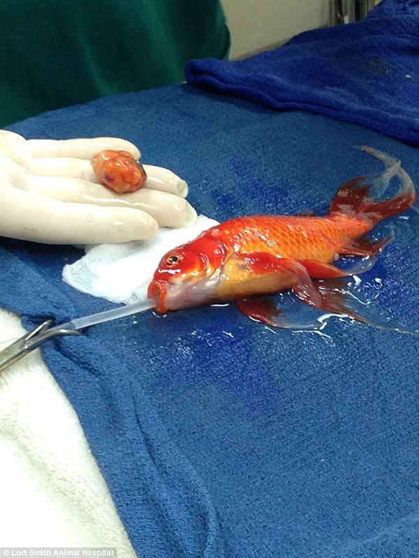 Man performs life saving surgery on his goldfish