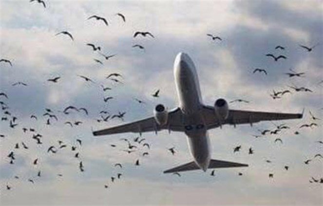 Birds Causing Threat to Planes in Beirut Airport 