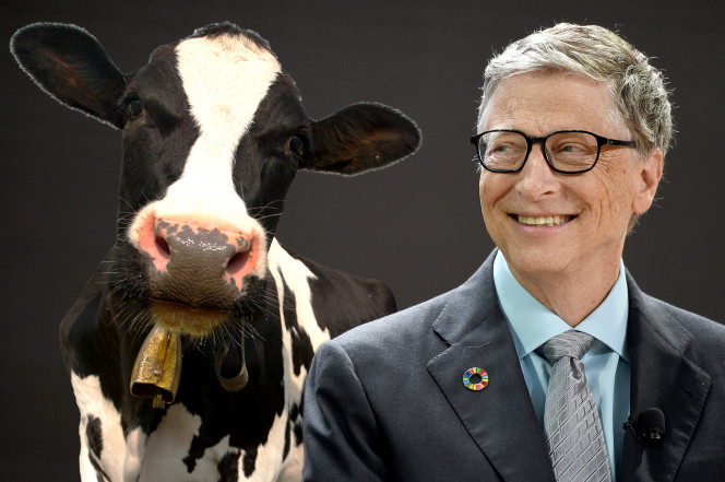 Bill Gates Donated $40 Million for the Making of a 'Super Cow'