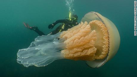 Giant jellyfish the size of a human spotted by divers off English coast