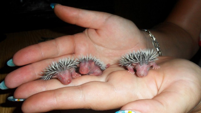 15 Baby Animals That Will Melt Even the Coldest Heart