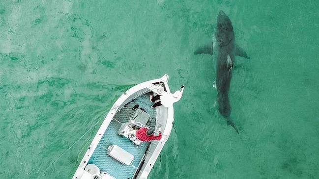 In Video: Huge Great White Shark Spotted Chasing Tiger Shark Off Coast Of Perth
