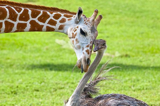 Unusual Animal Friendships That Will Melt Your Heart