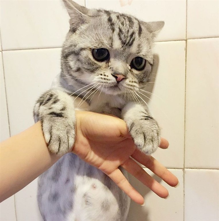 Sadest cat ever Racking up instagram followers