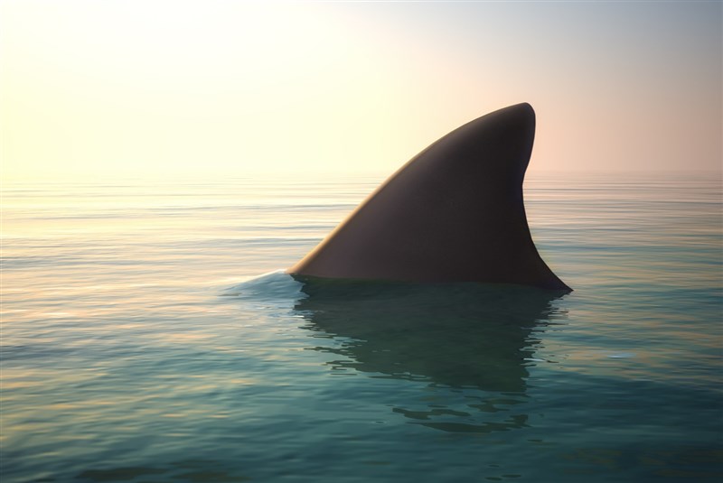 Husband punches shark to save wife in Australian shark attack