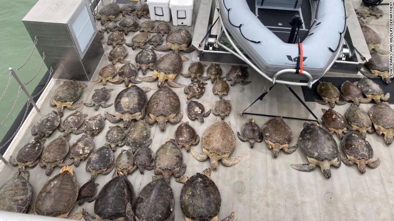 In Video: Thousands of turtles have been rescued from freezing waters in Texas