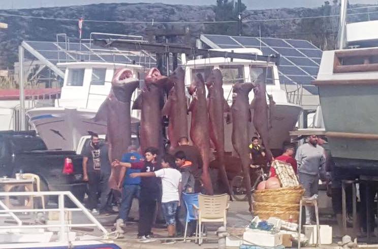 In Pictures : Sharks Found Dead in Batroun!