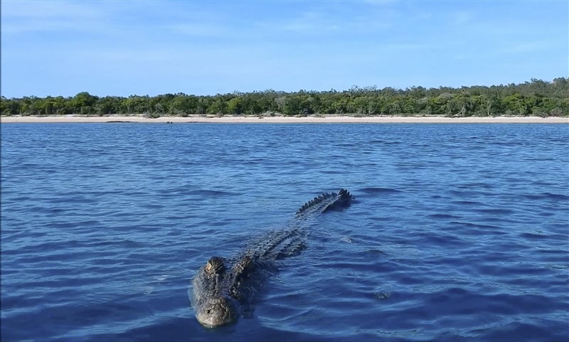 In Video: Incredible Footage Captures Moment Crocodile Tries To Snatch Drone Above Water