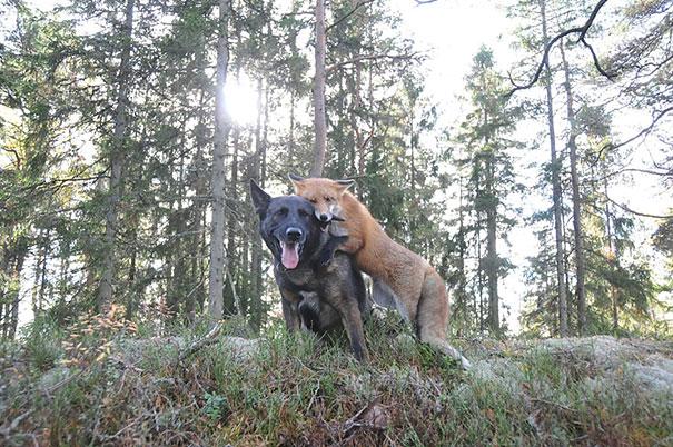 Unusual Animal Friendships That Will Melt Your Heart