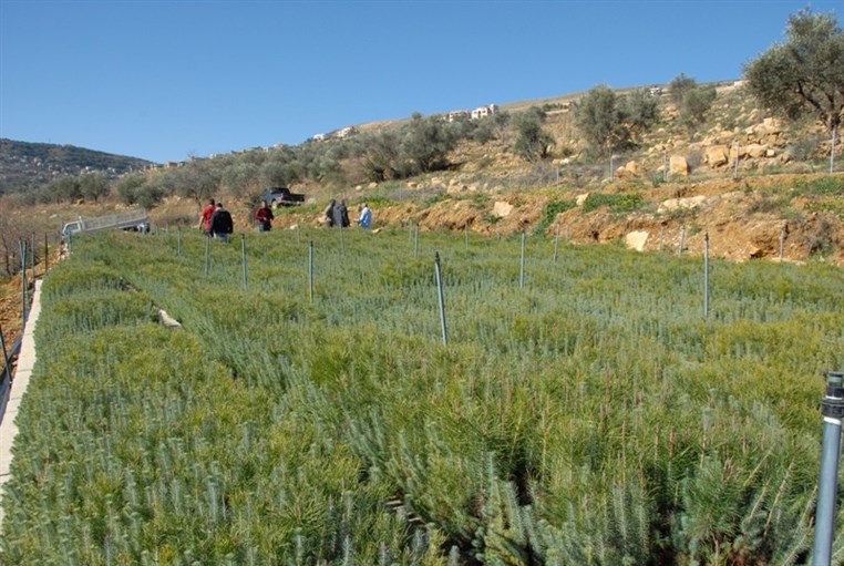 Diageo Pledges to Donate One Million Trees to be Planted across Lebanon