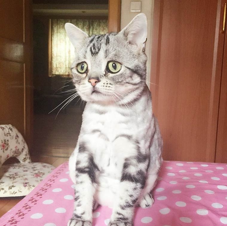 Sadest cat ever Racking up instagram followers