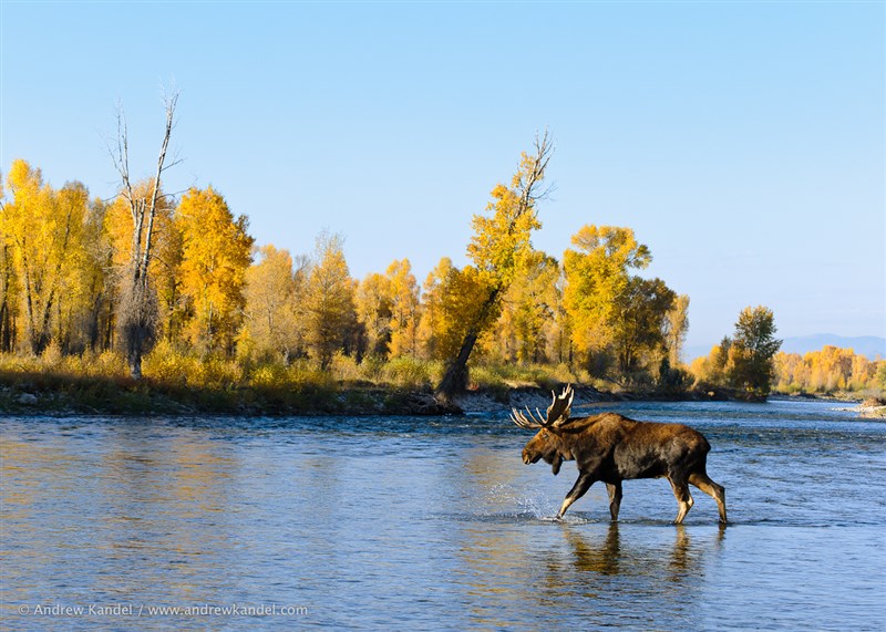 In Video:Moose C aptured Running Across Alaskan River
