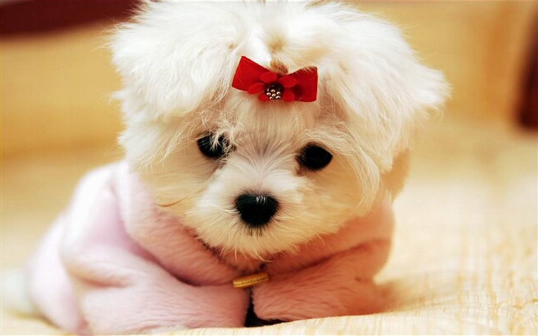 42 Reasons Dogs Will Always Be Better Than Cats