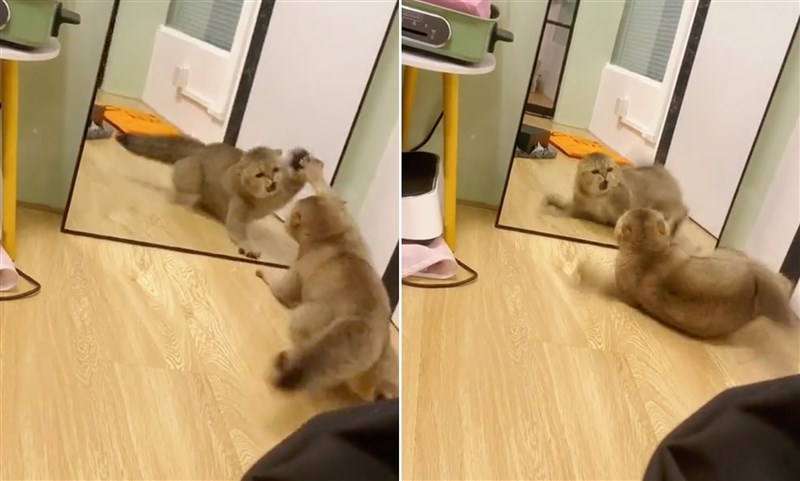 In Video: Pet cat fights her own reflection after seeing it in the mirror for the first time