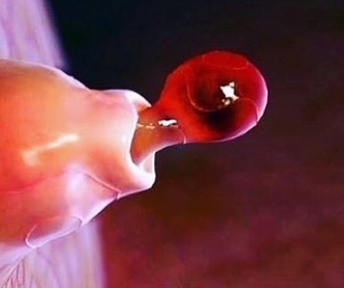 What Our Organs Look Like Under a Microscope