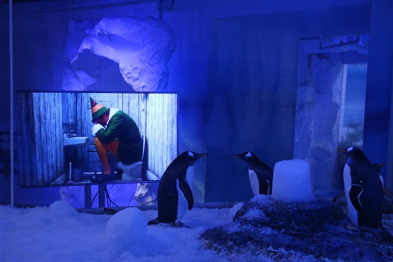 In Video: Gentoo Penguins At London Aquarium Treated To Christmas Film Screenings During Lockdown