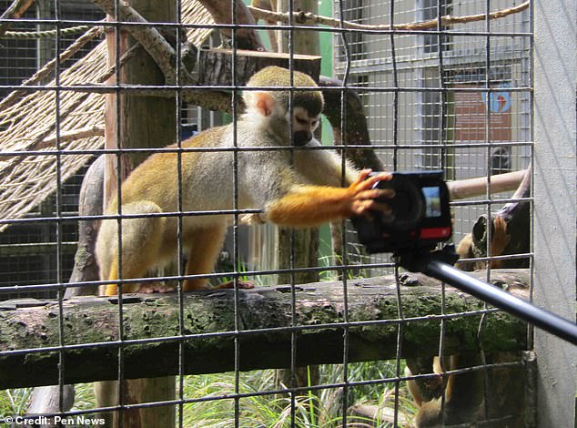 In Video: A zoo visitor gets into a funny situation when a monkey grabbed his own camera
