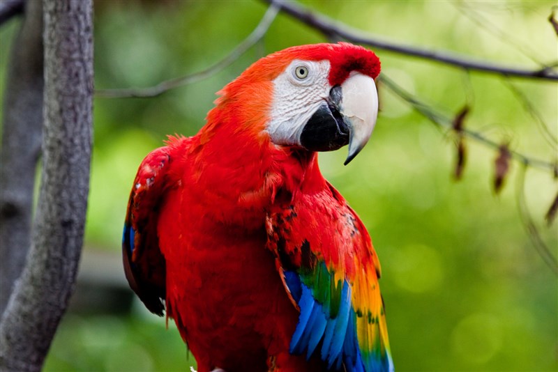 In Video: Hilarious Parrot With Thick Scottish Accent Goes Viral