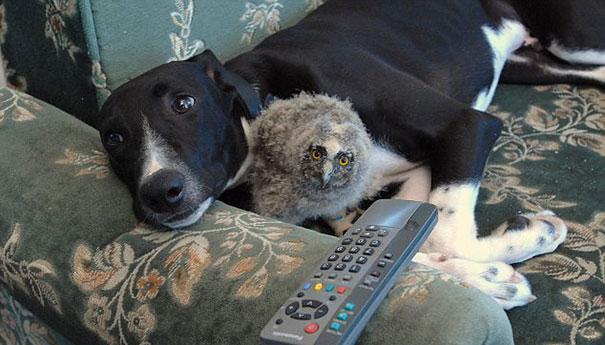 Unusual Animal Friendships That Will Melt Your Heart
