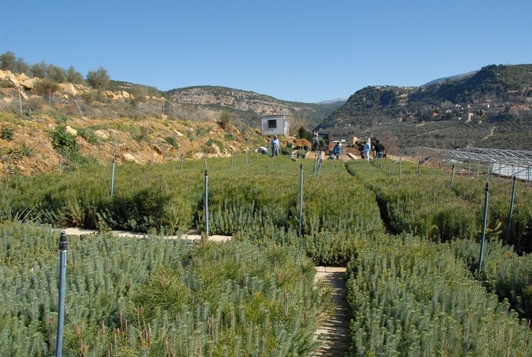 Diageo Pledges to Donate One Million Trees to be Planted across Lebanon