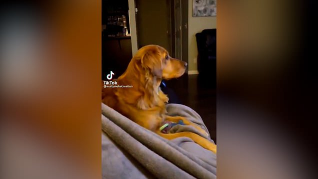 In Video: Dog Hides Behind Sofa After Seeing Darth Vader For First Time