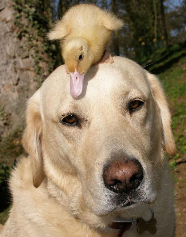 Unusual Animal Friendships That Will Melt Your Heart