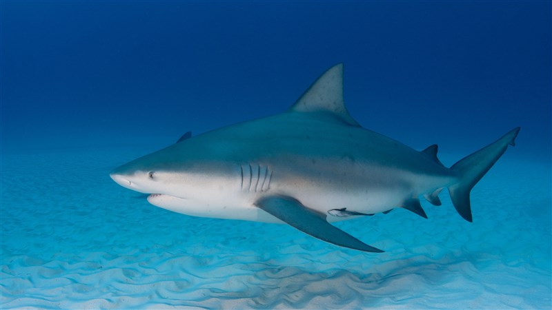 In Video: Giant Crocodile And Bull Shark Seen In Water Near Popular Swimming Spot