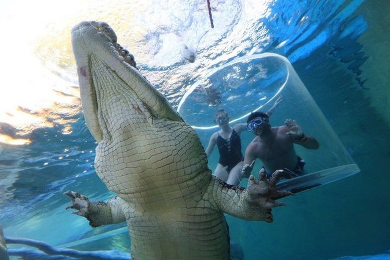 This Crocodile ‘Cage Of Death’ Is Not For The Faint Of Heart