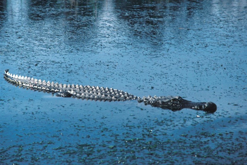 In Video: Fisherman Catches Shark But Then Loses It To Crocodile