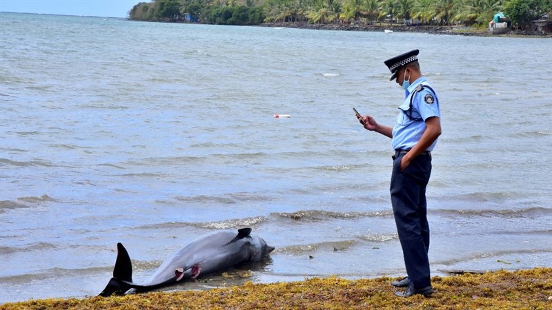 Dead Dolphins Wash Up In Mauritius After Japanese Oil Tanker Spill