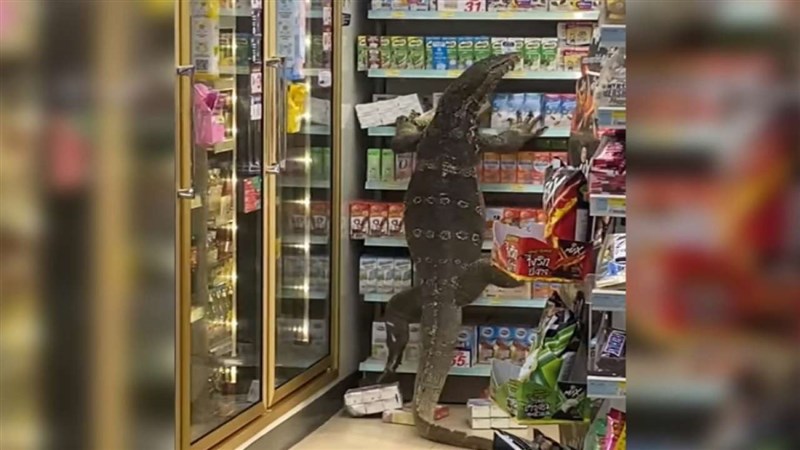 Viral Video: Giant monitor lizard wreaks havoc in Thailand supermarket