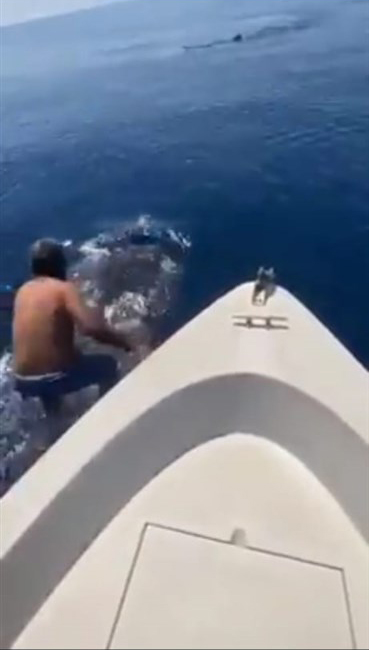 In video : a crazy guy documented a video of him riding on a huge whale shark whale in the Red Sea