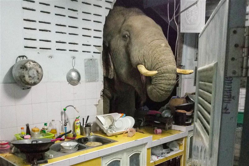 In Video: Elephant crashes into a woman's home in search for food